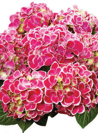 Hortensja ogrodowa 'Tivoli Rot' Hydrangea macrophylla