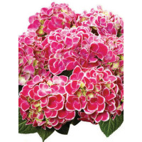 Hortensja ogrodowa 'Tivoli Rot' Hydrangea macrophylla