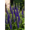 Przetacznik 'Royal Candles' | Veronica spicata