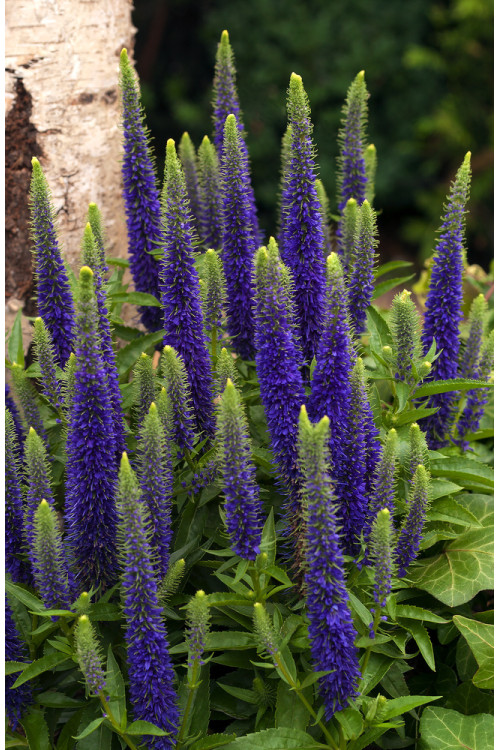 Przetacznik 'Royal Candles' | Veronica spicata