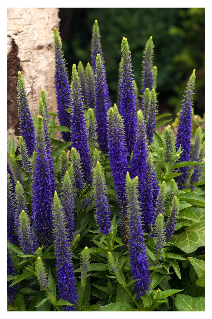 Przetacznik 'Royal Candles' | Veronica spicata
