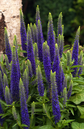 Przetacznik 'Royal Candles' | Veronica spicata