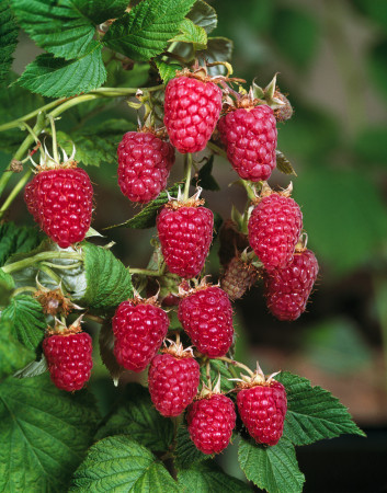Malina 'Pokusa' | Rubus idaeus