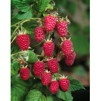 Malina 'Pokusa' | Rubus idaeus