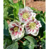 Ciemiernik wschodni 'White Spotted' | Helleborus orientalis