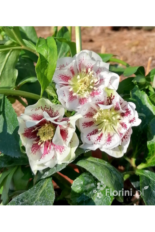 Ciemiernik wschodni 'White Spotted' | Helleborus orientalis