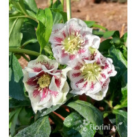 Ciemiernik wschodni 'White Spotted' | Helleborus orientalis