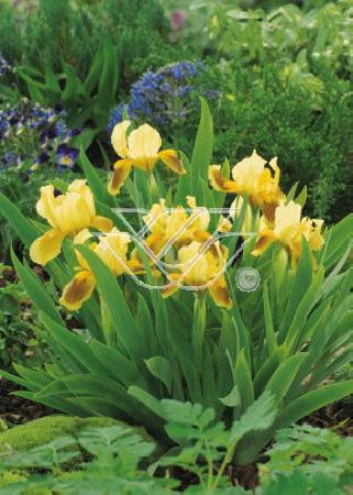 Kosaciec (Irys) niski 'Orange Carpet' Iris barbata