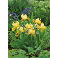 Kosaciec (Irys) niski 'Orange Carpet' Iris barbata