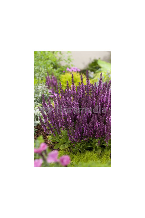 Szałwia omszona 'Salute Pink' | Salvia nemorosa