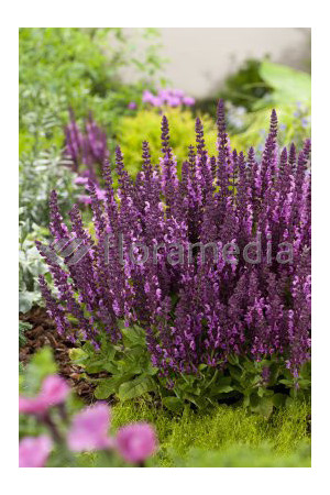Szałwia omszona 'Salute Pink' | Salvia nemorosa