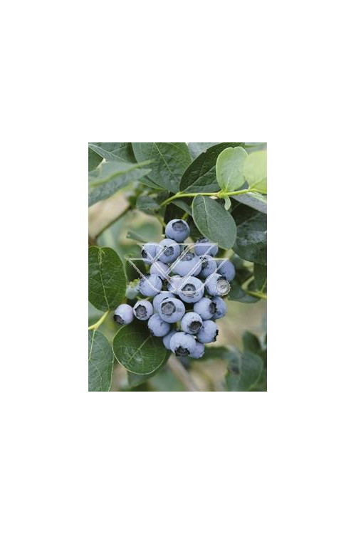 Borówka wysoka (amerykańska) 'Goldtraube' Vaccinium corymbosum