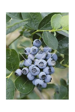 Borówka wysoka (amerykańska) 'Goldtraube' Vaccinium corymbosum