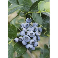 Borówka wysoka (amerykańska) 'Goldtraube' Vaccinium corymbosum