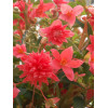 Begonia Belleconia 'Salmon'