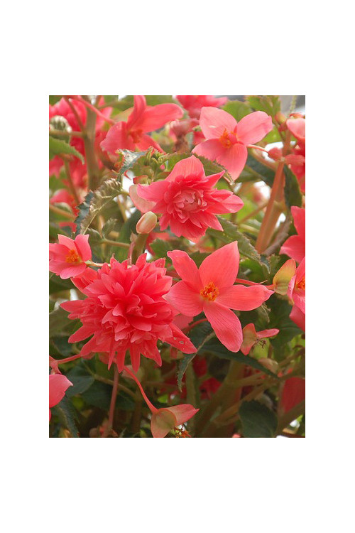 Begonia Belleconia 'Salmon'