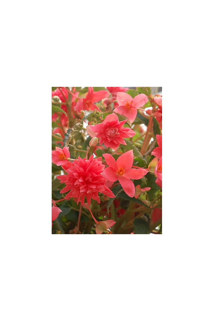 Begonia Belleconia 'Salmon'