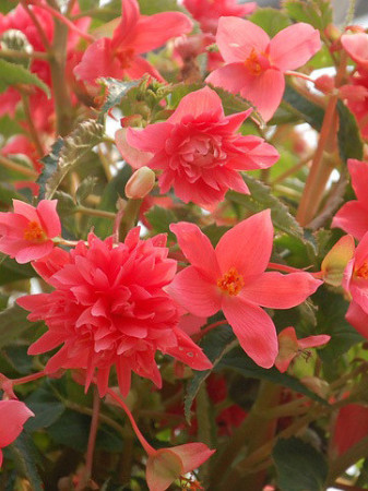Begonia Belleconia 'Salmon'