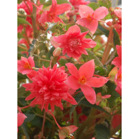 Begonia Belleconia 'Salmon'