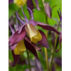 Orlik 'Calimero' Aquilegia buergeriana