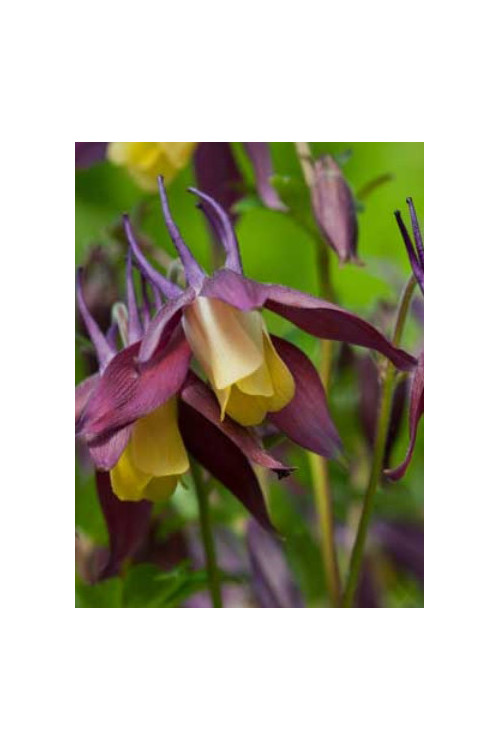 Orlik 'Calimero' Aquilegia buergeriana