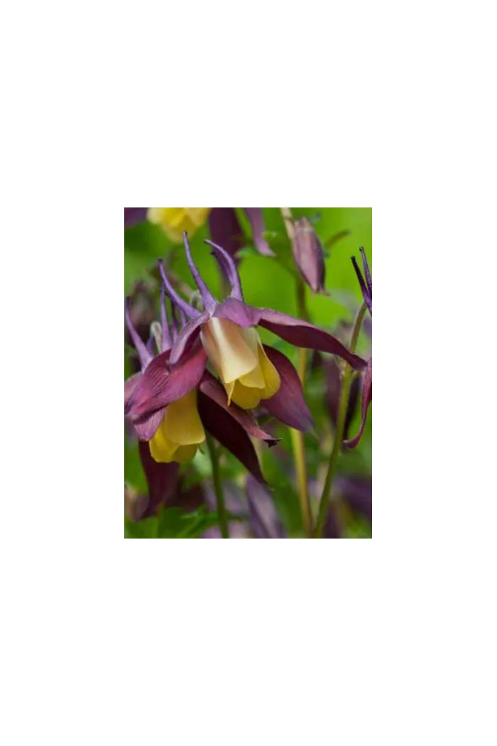 Orlik 'Calimero' Aquilegia buergeriana