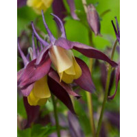 Orlik 'Calimero' Aquilegia buergeriana