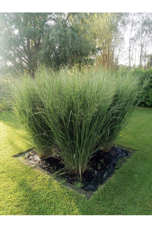 Proso rózgowate 'Northwind' | Panicum virgatum