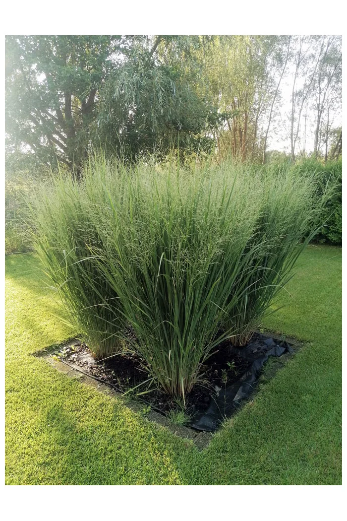 Proso rózgowate 'Northwind' | Panicum virgatum