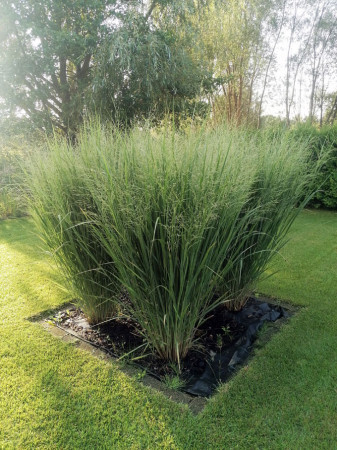 Proso rózgowate 'Northwind' | Panicum virgatum
