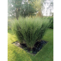 Proso rózgowate 'Northwind' | Panicum virgatum