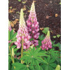 Łubin niski 'Gallery Rose' Lupinus nanus russell