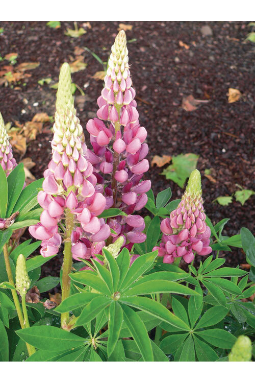 Łubin niski 'Gallery Rose' Lupinus nanus russell