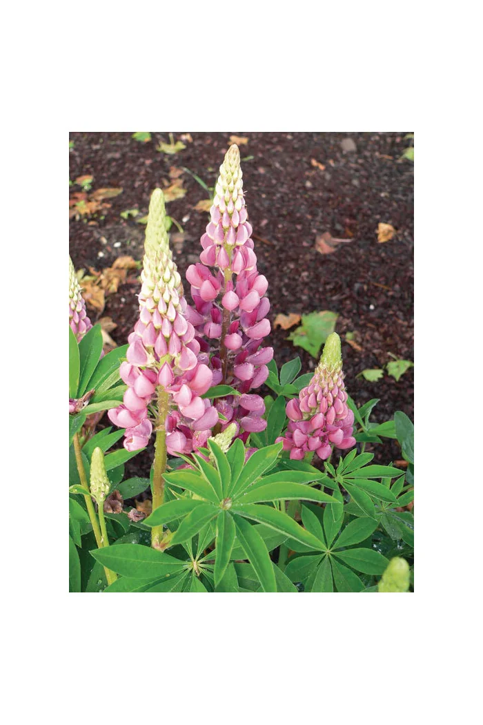 Łubin niski 'Gallery Rose' Lupinus nanus russell