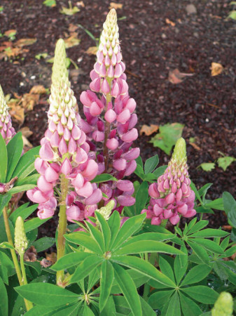 Łubin niski 'Gallery Rose' Lupinus nanus russell