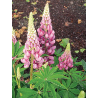 Łubin niski 'Gallery Rose' Lupinus nanus russell