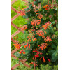 Wiciokrzew Browna 'Dropmore Scarlet' | Lonicera brownii