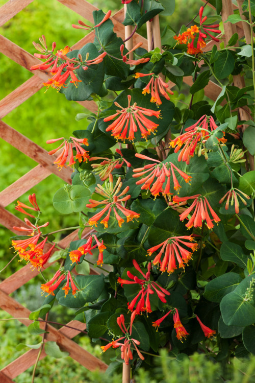 Wiciokrzew Browna 'Dropmore Scarlet' | Lonicera brownii