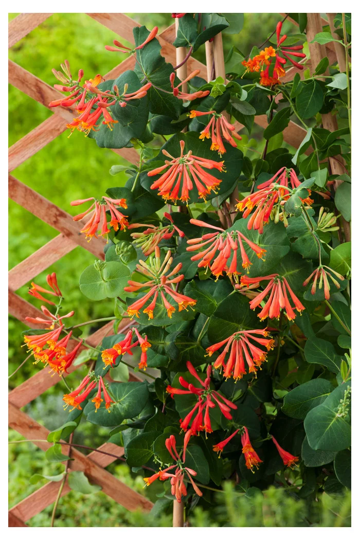 Wiciokrzew Browna 'Dropmore Scarlet' | Lonicera brownii