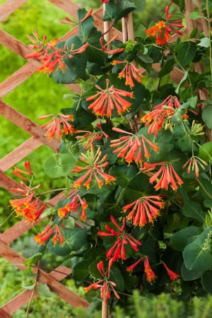 Wiciokrzew Browna 'Dropmore Scarlet' | Lonicera brownii
