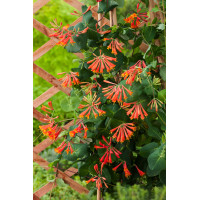Wiciokrzew Browna 'Dropmore Scarlet' | Lonicera brownii