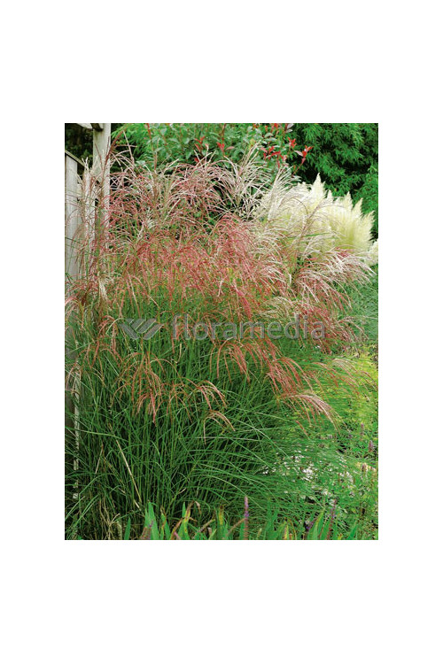 Miskant chiński 'Flamingo' | Miscanthus sinensis