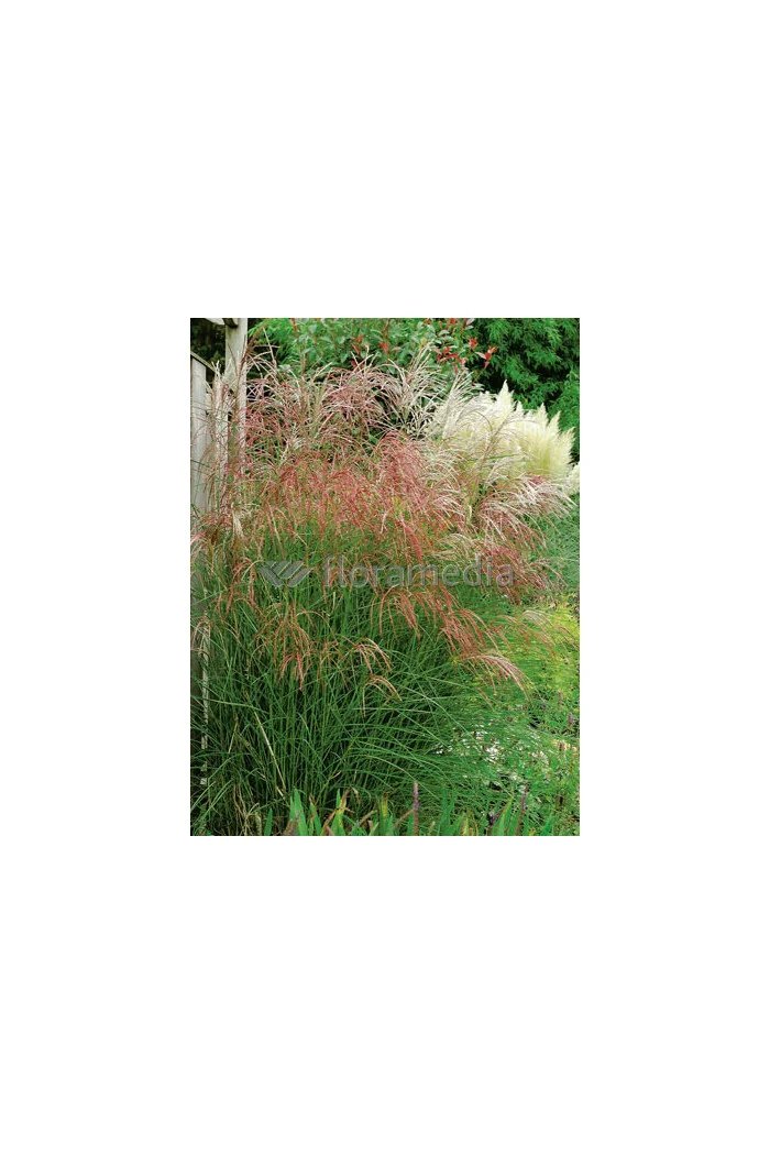 Miskant chiński 'Flamingo' | Miscanthus sinensis