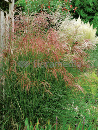 Miskant chiński 'Flamingo' | Miscanthus sinensis