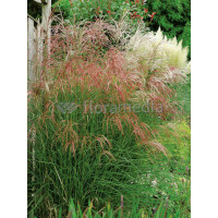 Miskant chiński 'Flamingo' | Miscanthus sinensis