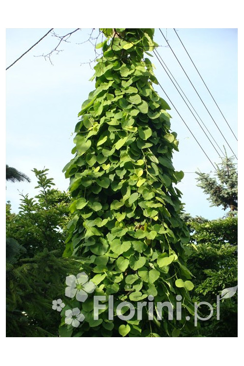 Kokornak wielkolistny | Aristolochia durior
