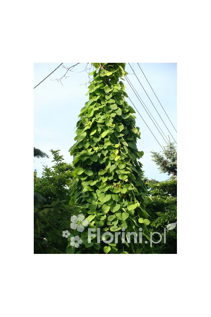 Kokornak wielkolistny | Aristolochia durior