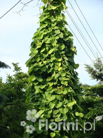 Kokornak wielkolistny | Aristolochia durior