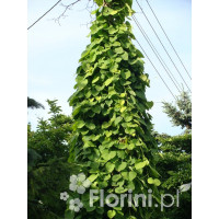 Kokornak wielkolistny | Aristolochia durior