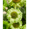 Jeżówka SunSeekers 'Apple Green'| Echinacea